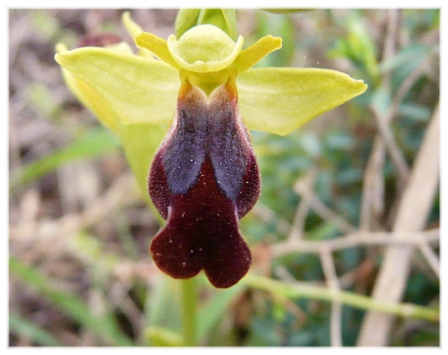 Ophrys lupercalis (gruppo O. fusca)